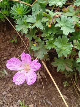 Imagem de Geranium subargenteum Lange ex Willk. & Lange