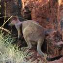 Image of Rothschild's Rock Wallaby