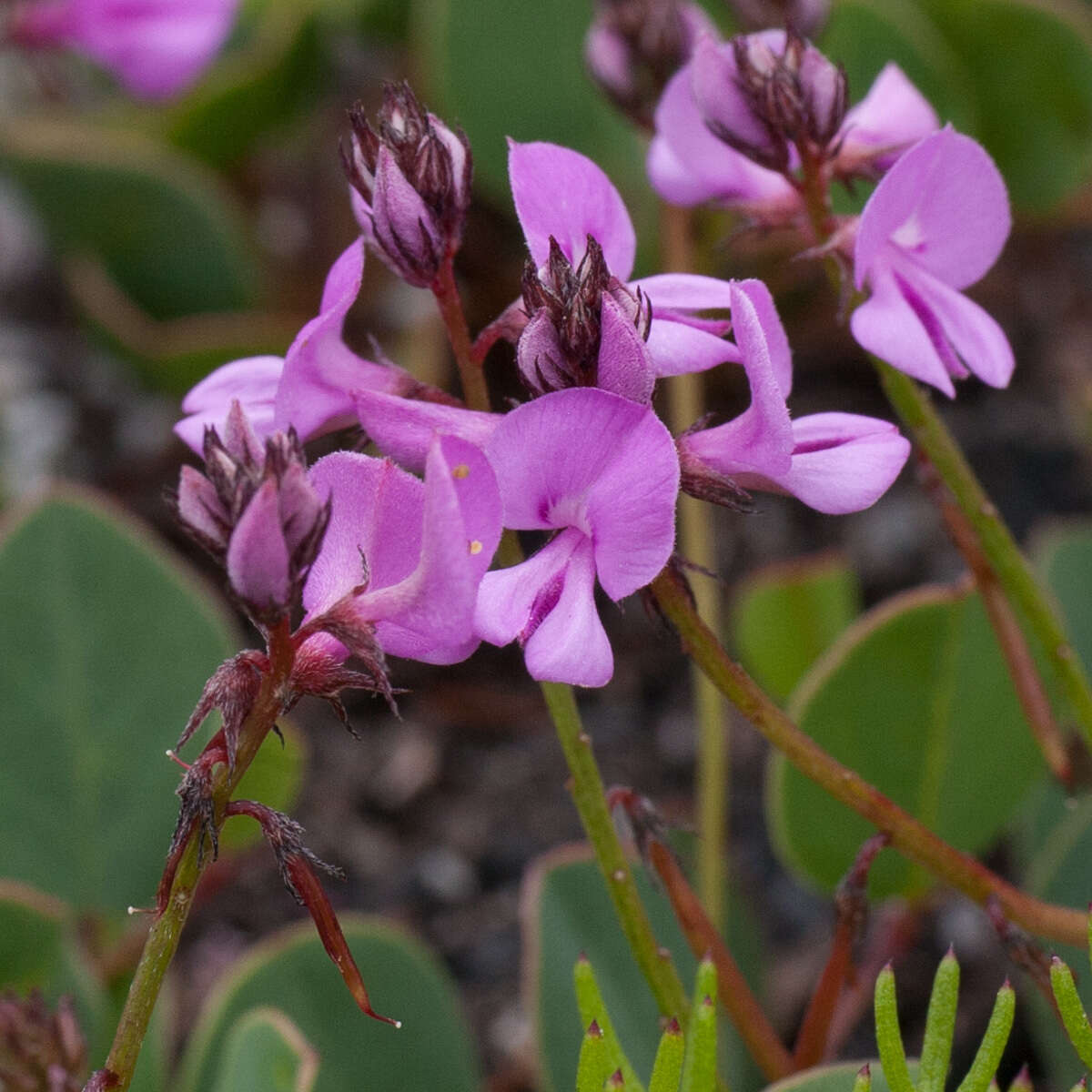 Indigofera ovata Thunb.的圖片