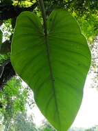 Image of Philodendron advena Schott