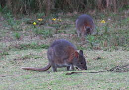 Image de Pademelon à cou rouge