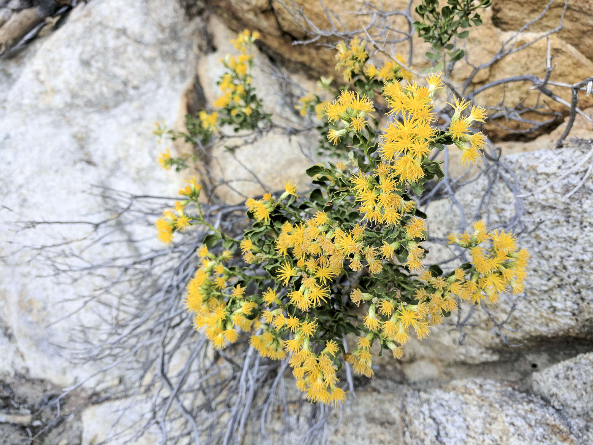 Image of cliff goldenbush