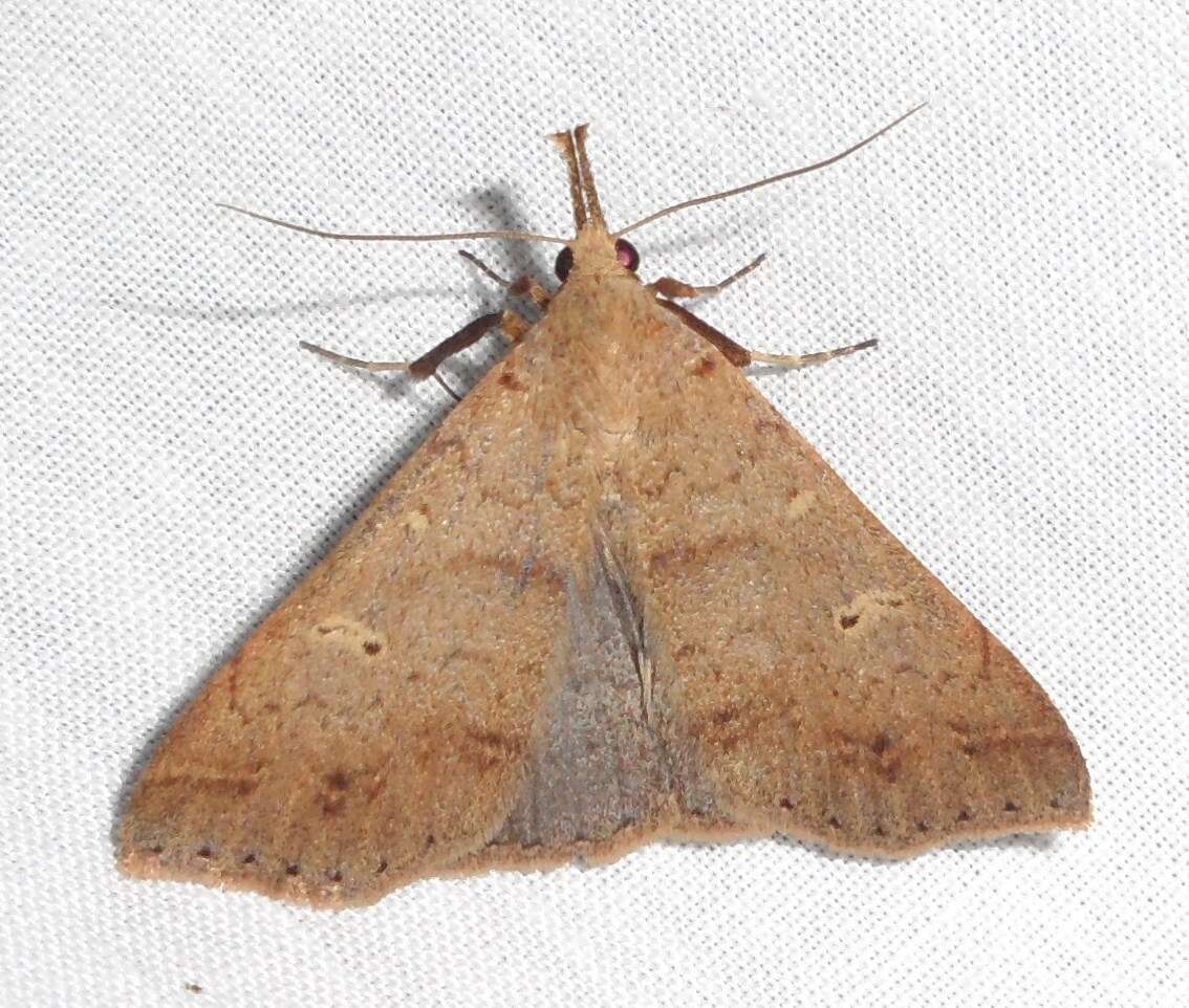 Image of Discolored Renia Moth