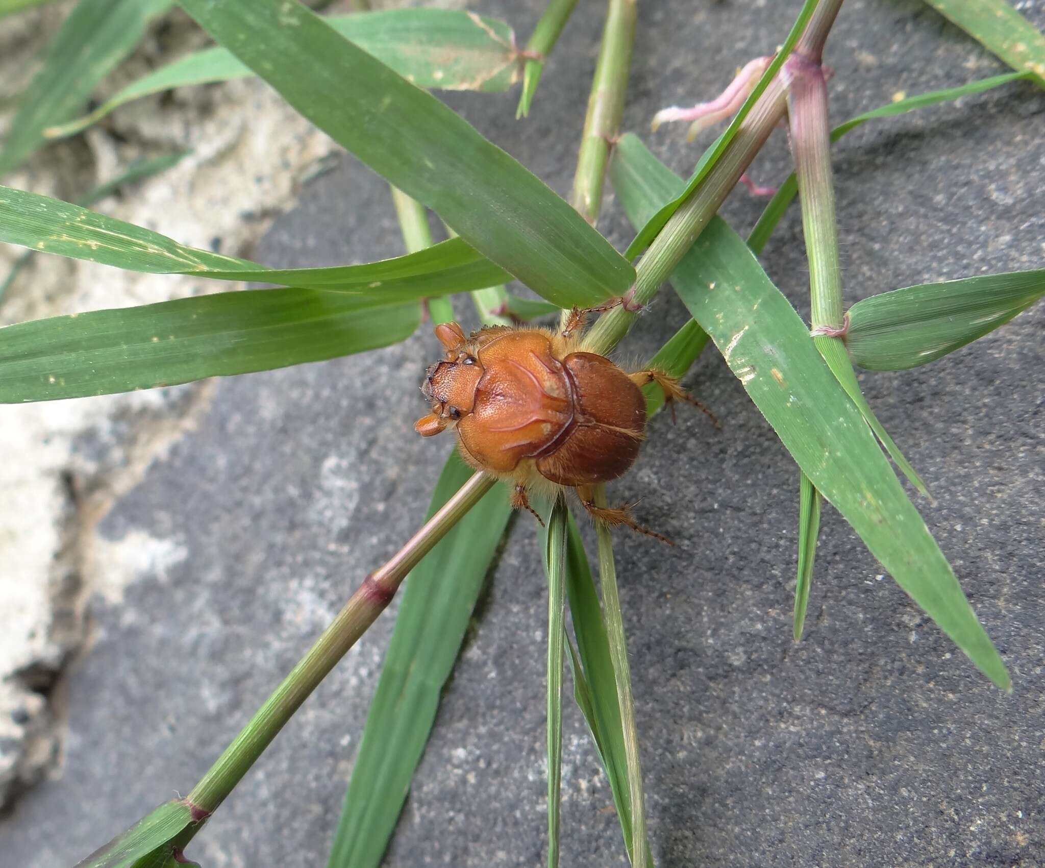 Plancia ëd Neoathyreus granulicollis Howden 1964