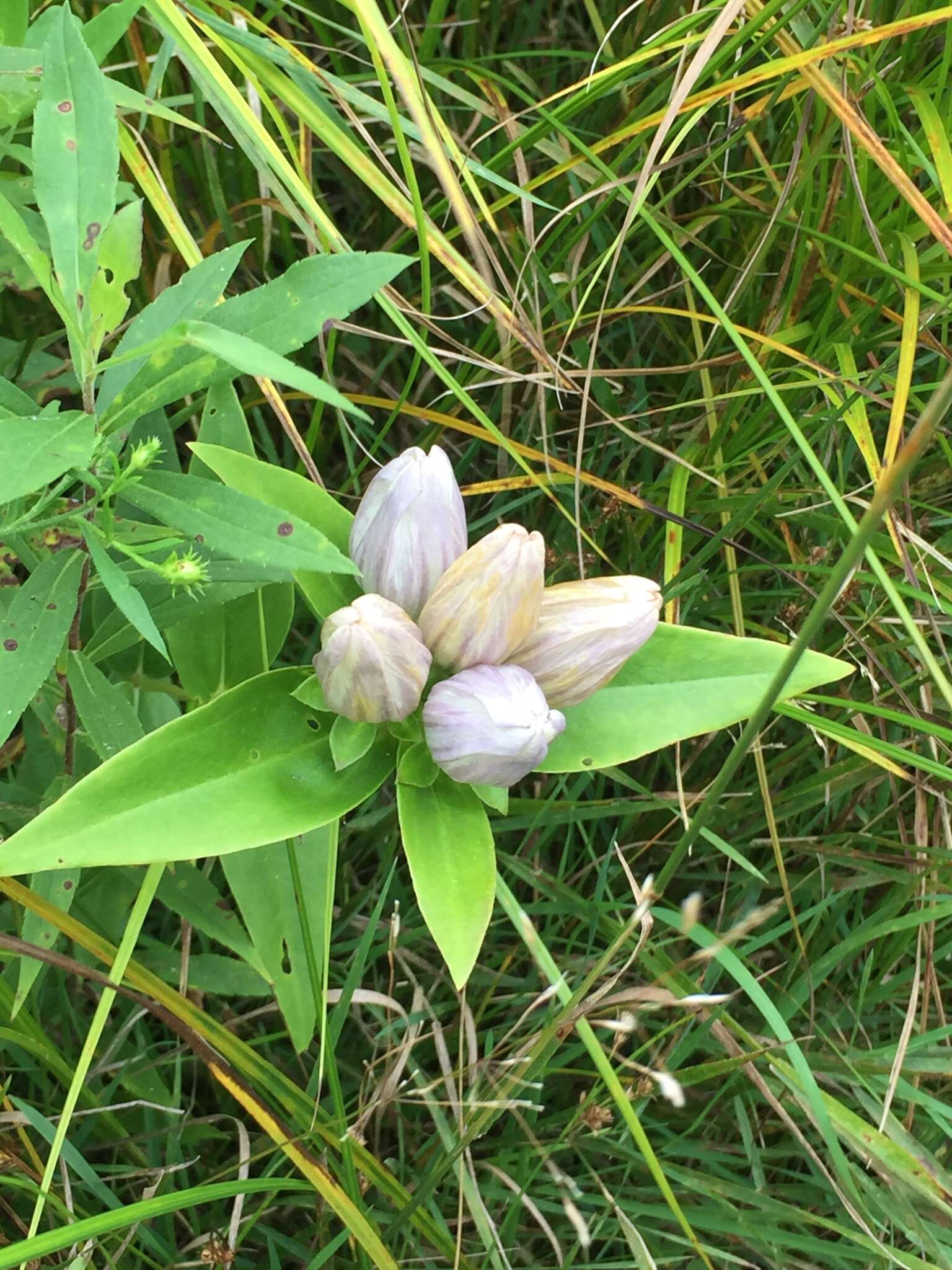 Image of gentian