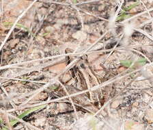 Litoria nasuta (Gray 1842)的圖片