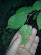 Image of Mexican plum