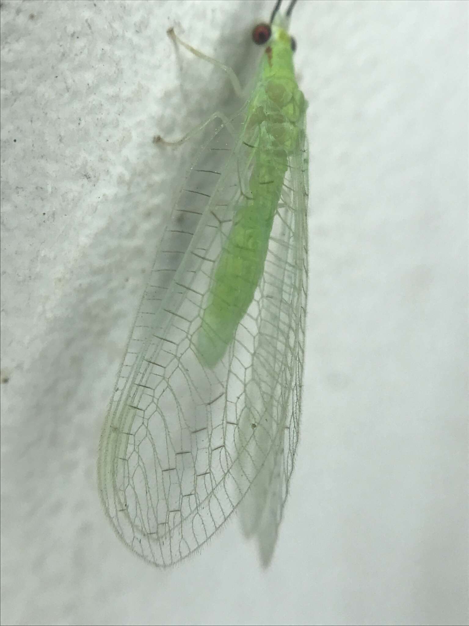 Image of Ceraeochrysa lineaticornis (Fitch 1855)