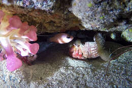 Image of Mediterranean hermit crab