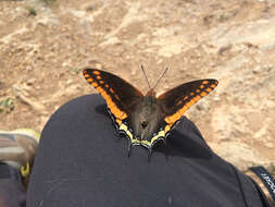 Image of Two-tailed Pasha