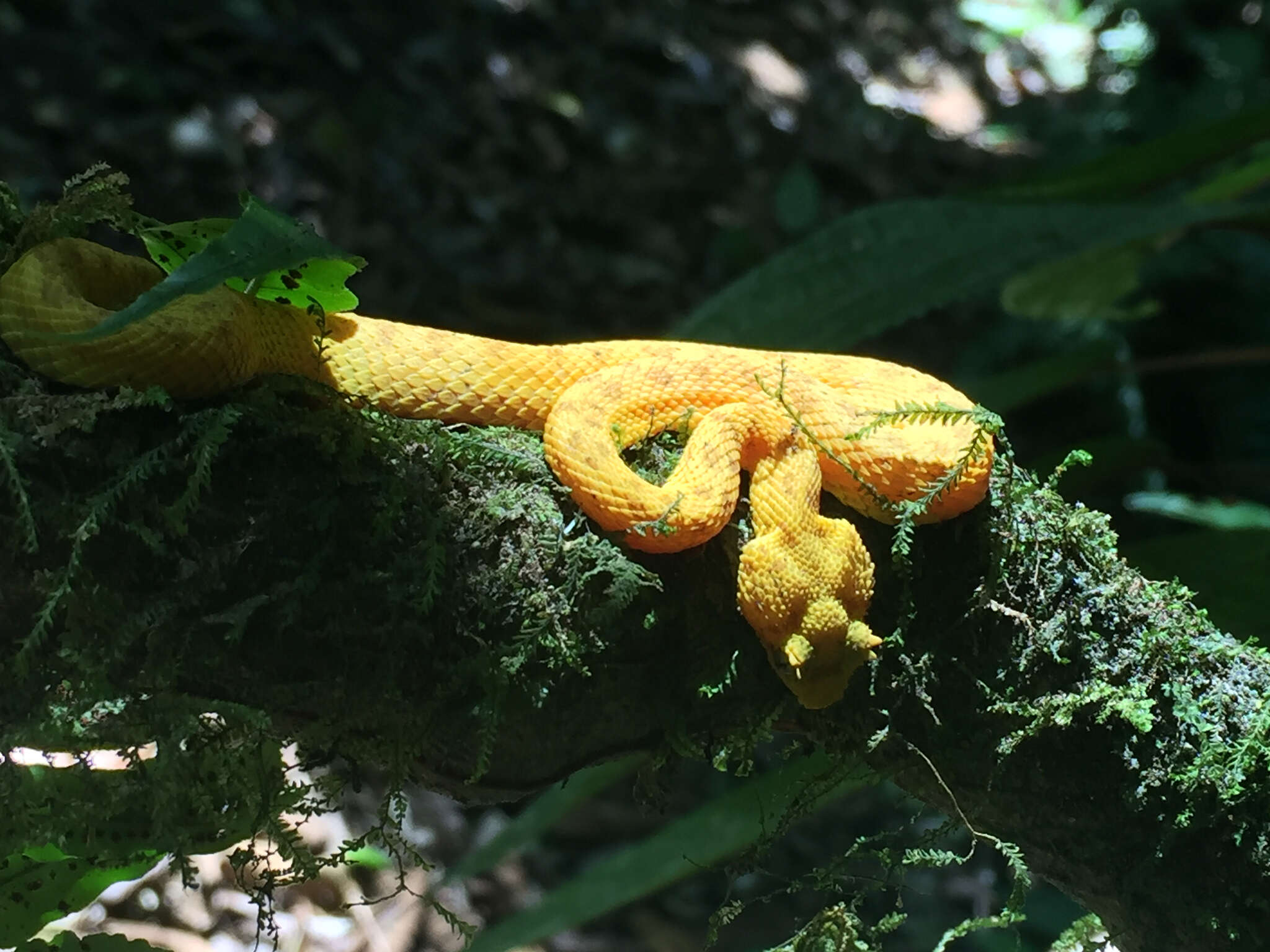 Image of Eyelash Viper