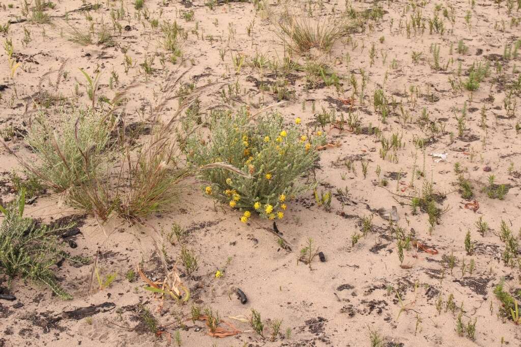 صورة Aspalathus quinquefolia subsp. virgata (Thunb.) R. Dahlgren