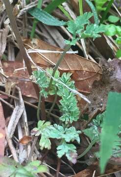 Image of smallflower fumewort