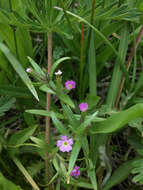 Image of slender phlox