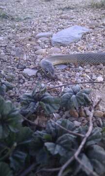 Image of Montpellier Snake