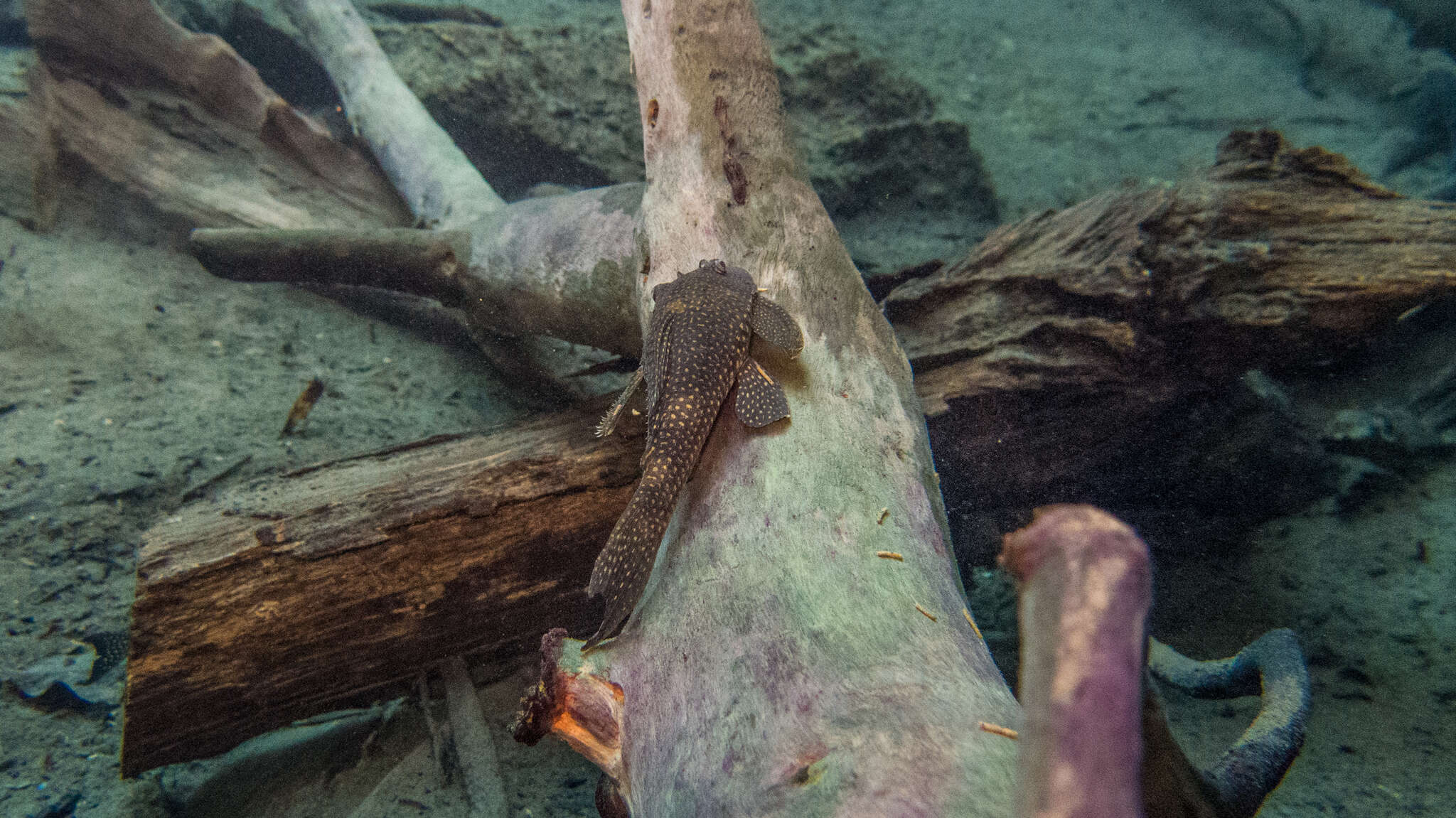 Hypostomus delimai Zawadzki, de Oliveira & Debona 2013的圖片