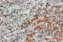 Image of sandwort orange lichen