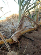 Image of hairy spinifex