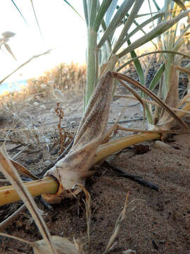 Imagem de Spinifex hirsutus Labill.