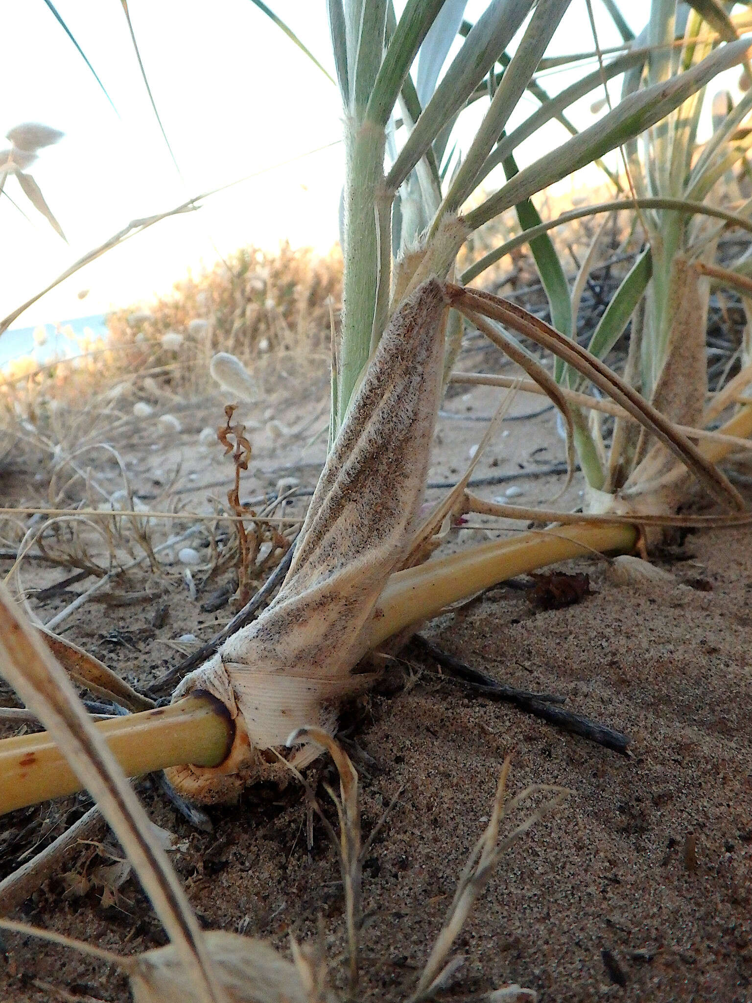 Sivun Spinifex hirsutus Labill. kuva