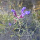 Salvia albicaulis Benth. resmi