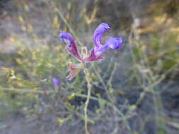 Salvia albicaulis Benth. resmi