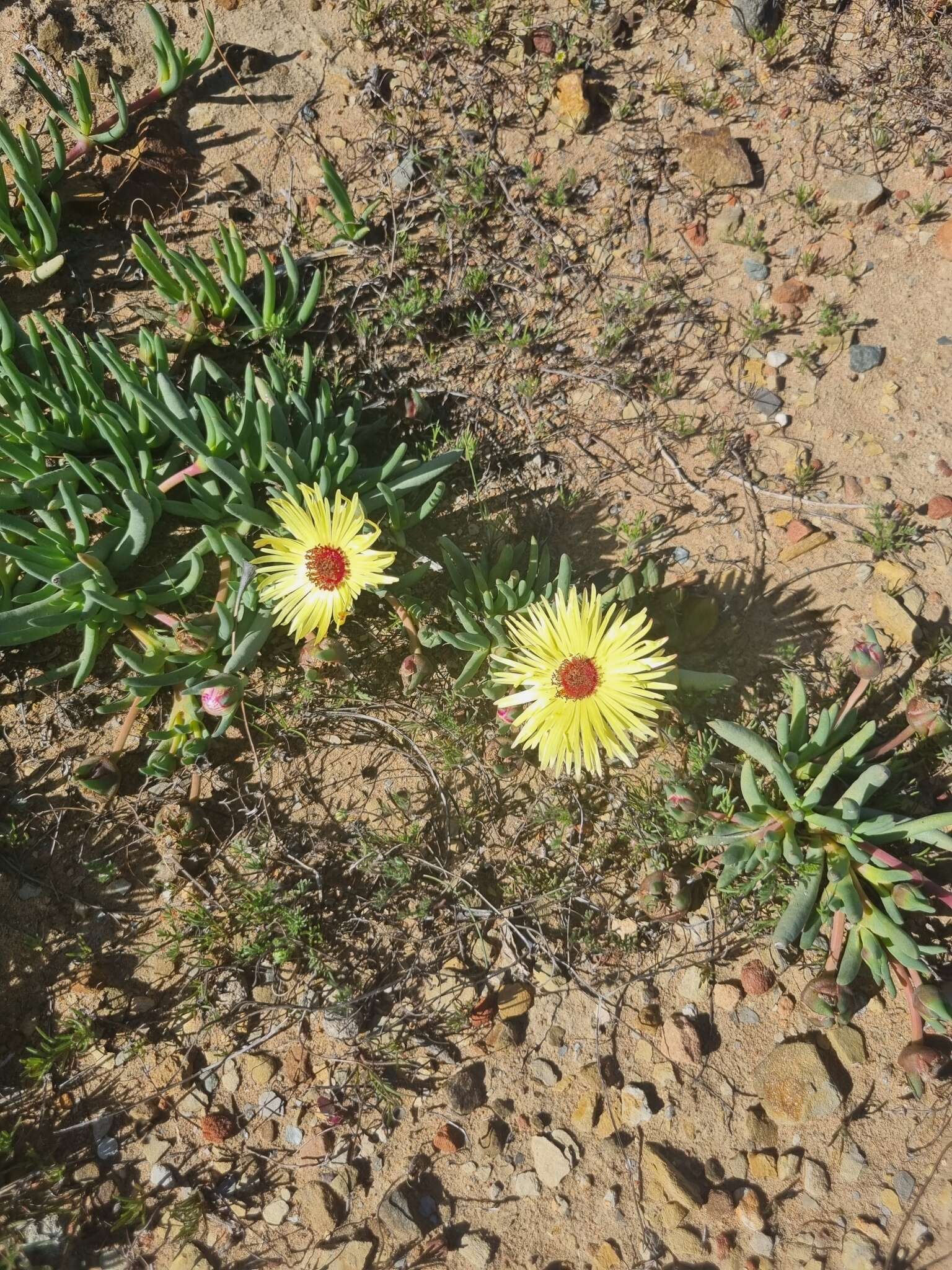 Image of Cephalophyllum pillansii L. Bol.