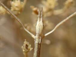 Image of Western Short-horn Walkingstick