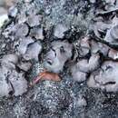 Image of Questionable Rocktripe Lichen