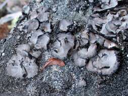 Image of Questionable Rocktripe Lichen