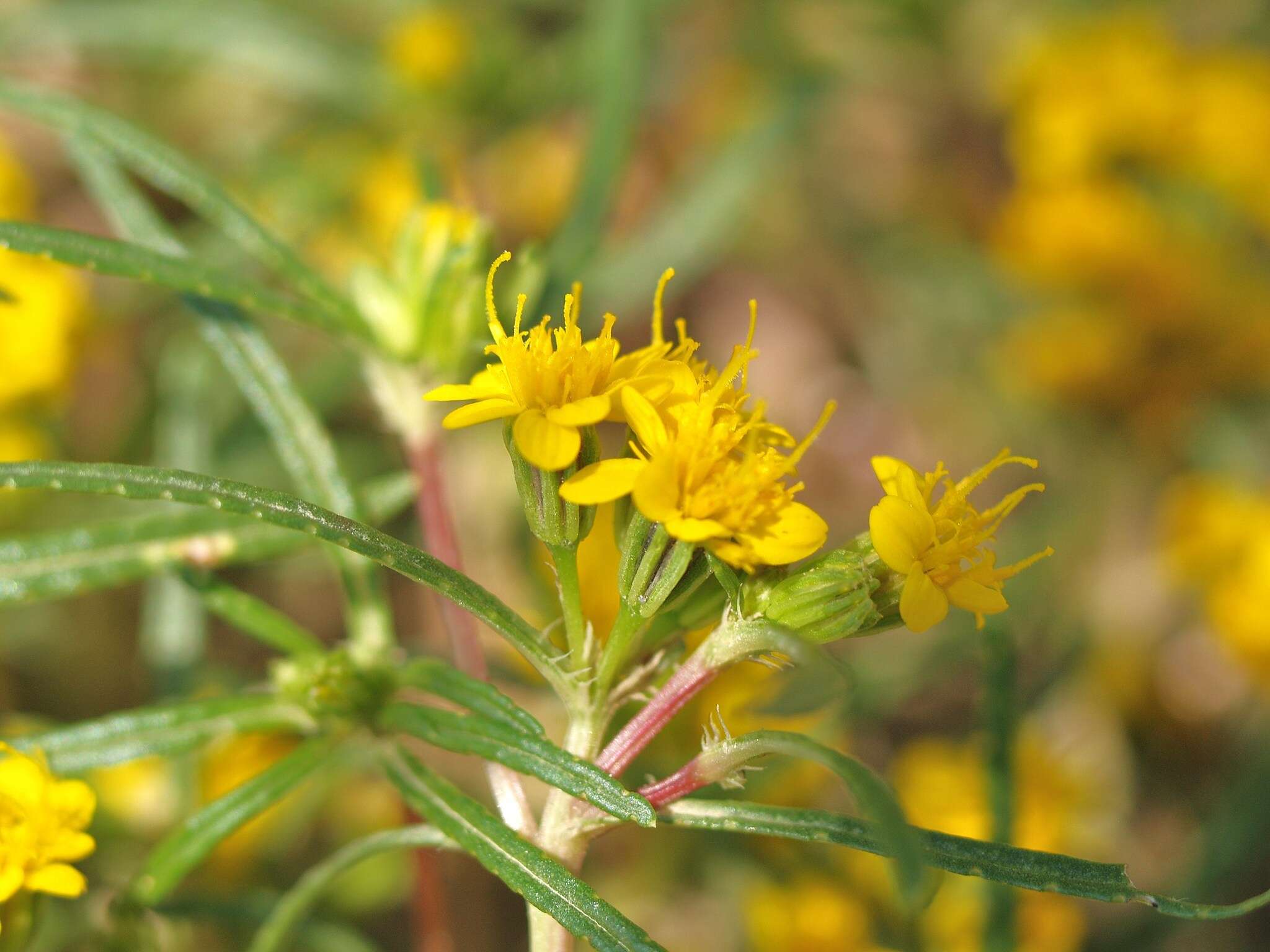 Imagem de Pectis angustifolia Torr.