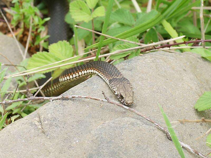 Image of Highlands Copperhead