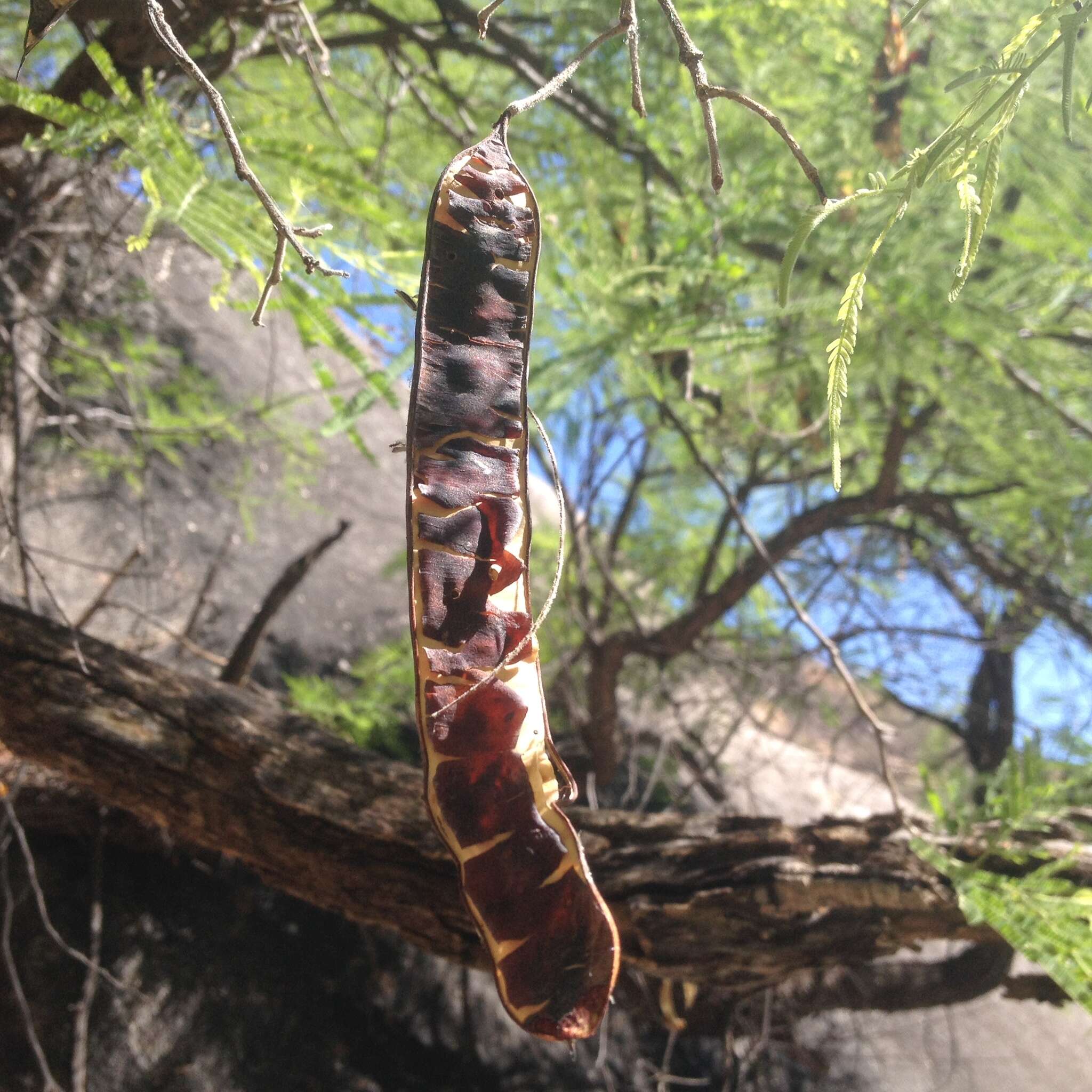 Image of feather tree