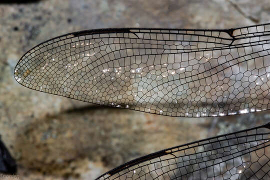 Image of Mountain Giant Dragonfly