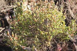 Image of Tecticornia arbuscula (R. Br.) K. A. Sheph. & Paul G. Wilson