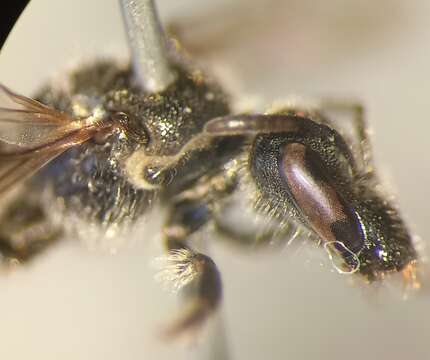 Imagem de Lasioglossum clypeare (Schenck 1853)