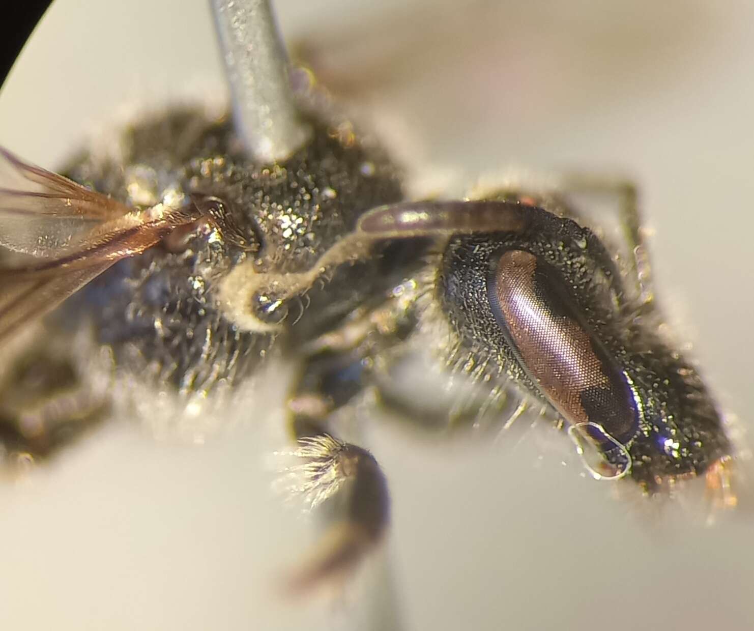 Lasioglossum clypeare (Schenck 1853) resmi