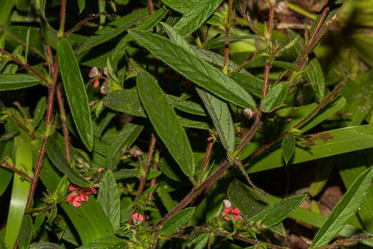 Imagem de Indigofera erythrogramma Baker