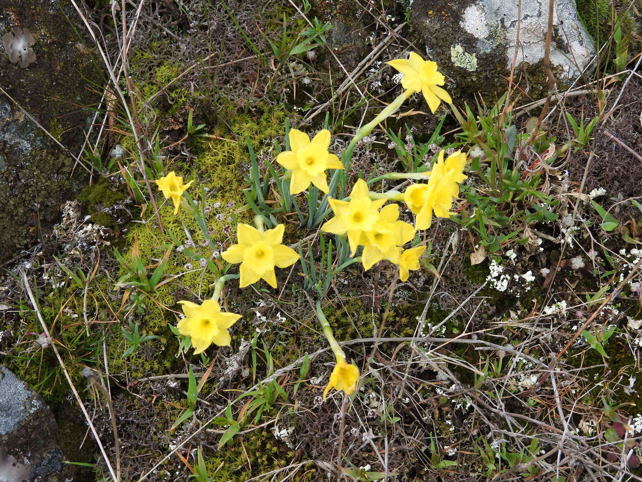 Image of Narcissus rupicola Dufour