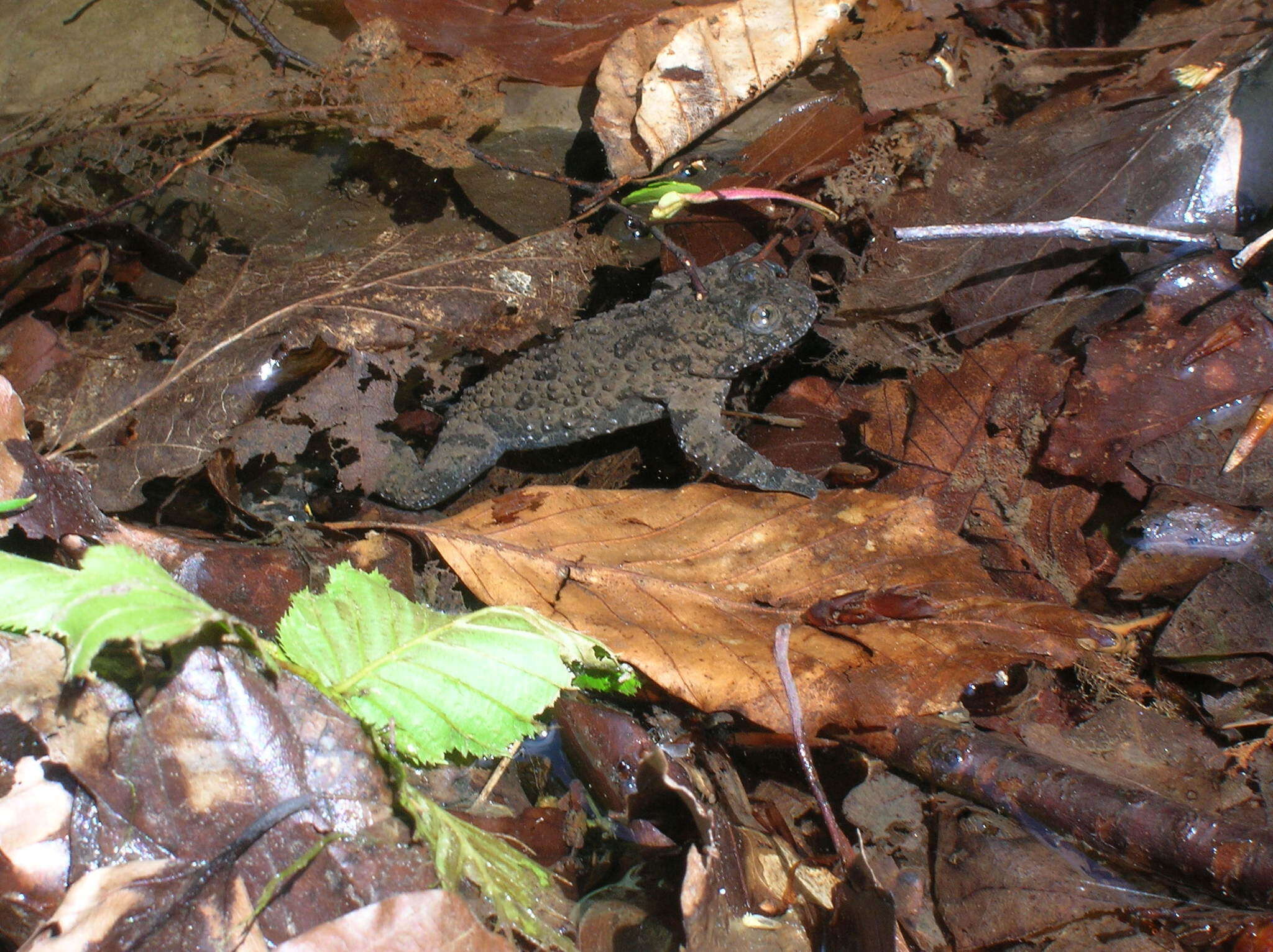 Plancia ëd Bombina variegata pachypus