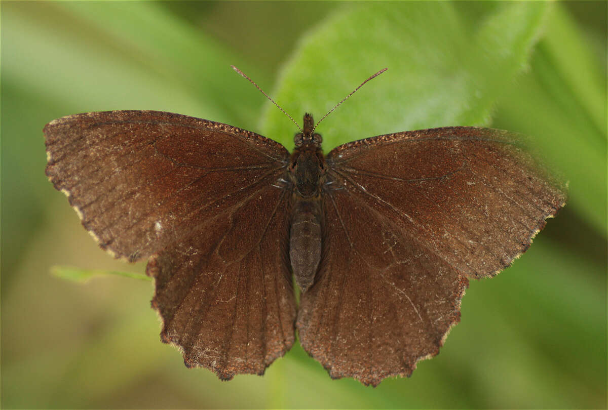 Imagem de Panyapedaliodes drymaea Hewitson 1858