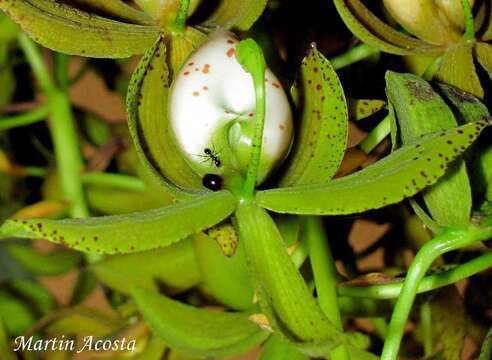 Image of Cycnoches haagii Barb. Rodr.