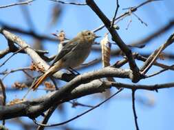 Image of Eversmann's Redstart