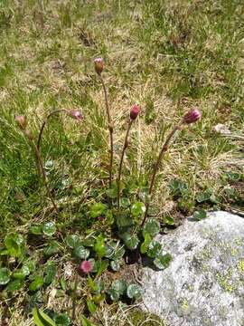 Image of Purple Coltsfoot