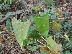 Image of arrowleaf butterfly pea