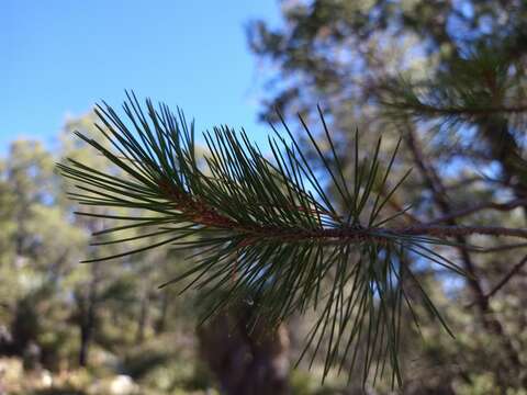 Image of Pinus cembroides subsp. lagunae (Rob.-Pass.) D. K. Bailey