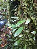 Lemmaphyllum diversum (Rosenst.) Tag. resmi