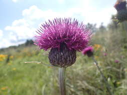 Imagem de Cirsium grahamii A. Gray