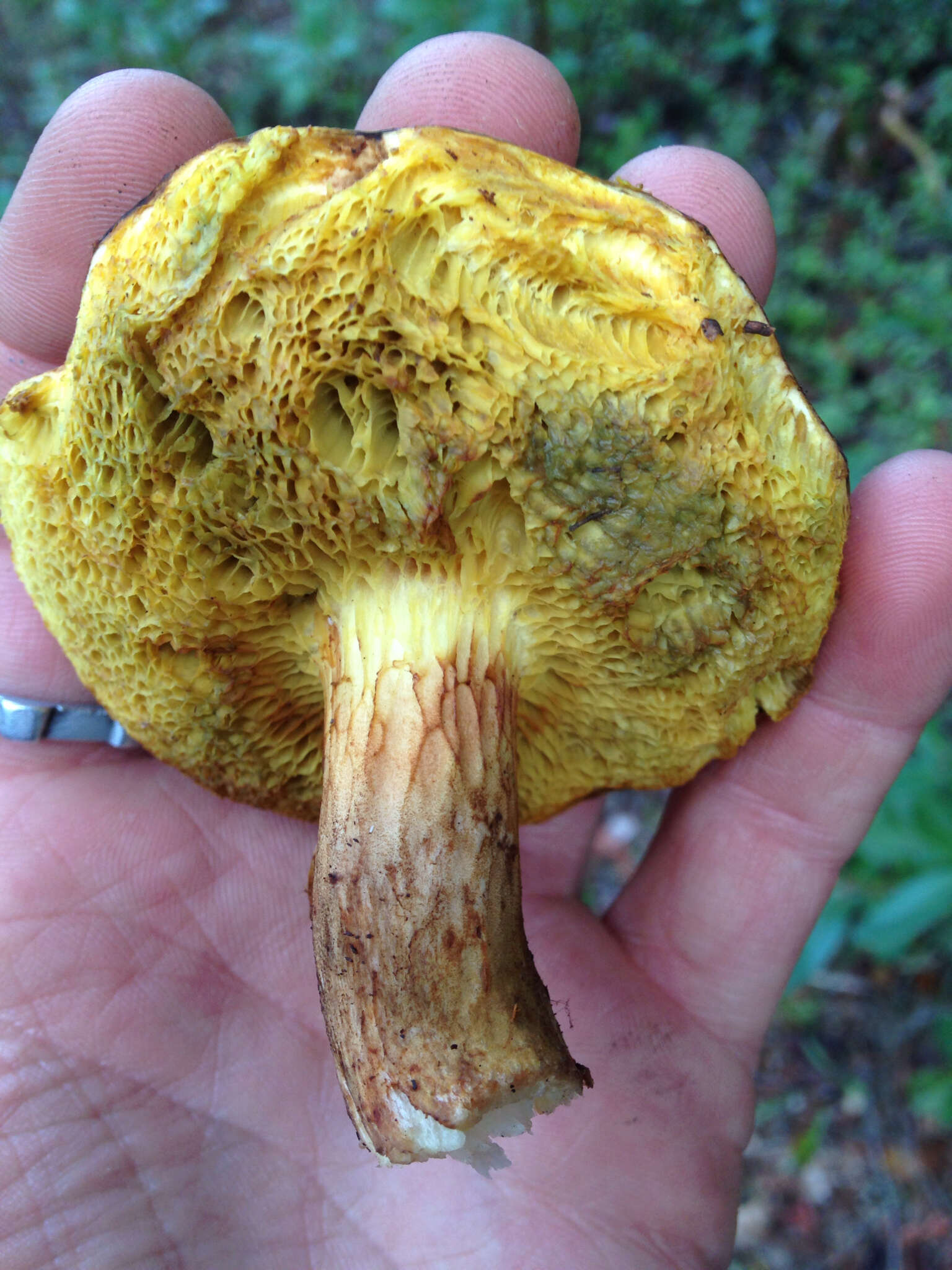 Boletus subtomentosus L. 1753 resmi