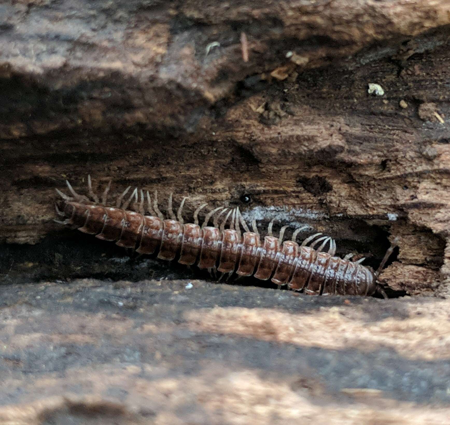 Imagem de Pseudopolydesmus pinetorum (Bollman 1888)